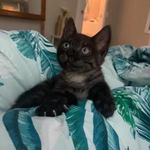 Meet your Posher, Fiona